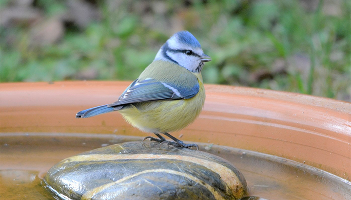 Balade naturaliste autour de Gavaudun